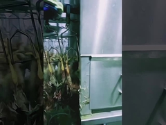 হাই ক্যাপাসিটি পোল্ট্রি বধ লাইন হালাল চিকেন বধ মেশিন 1000BPH