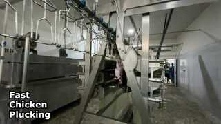 চিকেন প্লাকার