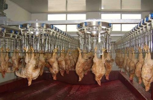 স্টেইনলেস স্টীল উপাদানগুলির সাথে কাস্টমাইজযোগ্য এবং টেকসই পাখি প্রক্রিয়াকরণ লাইন স্টেইনলেস স্টীল 304