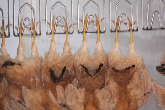 উচ্চ দক্ষতা সম্পন্ন হালাল চিকেন জবাই করার সরঞ্জাম, প্রতি ঘন্টায় ১০০০ পাখির জন্য সম্পূর্ণ পোল্ট্রি প্রক্রিয়াকরণ লাইন